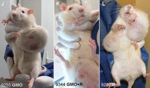 Tumors in rats fed GMO corn